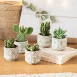 5 Cactus Set